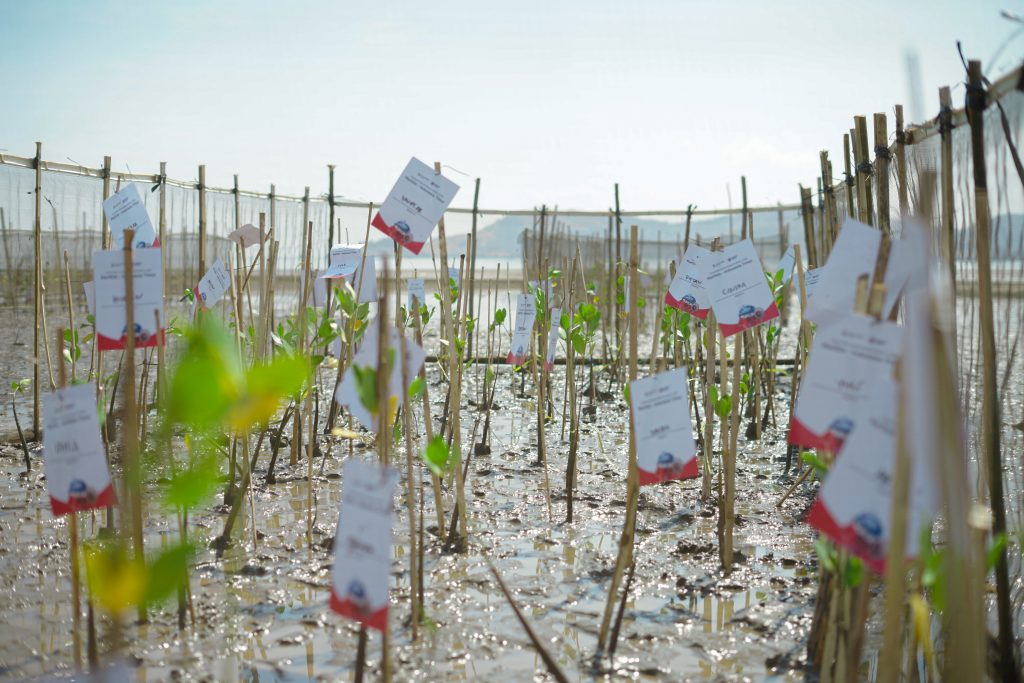 Newly planted Mangroves 